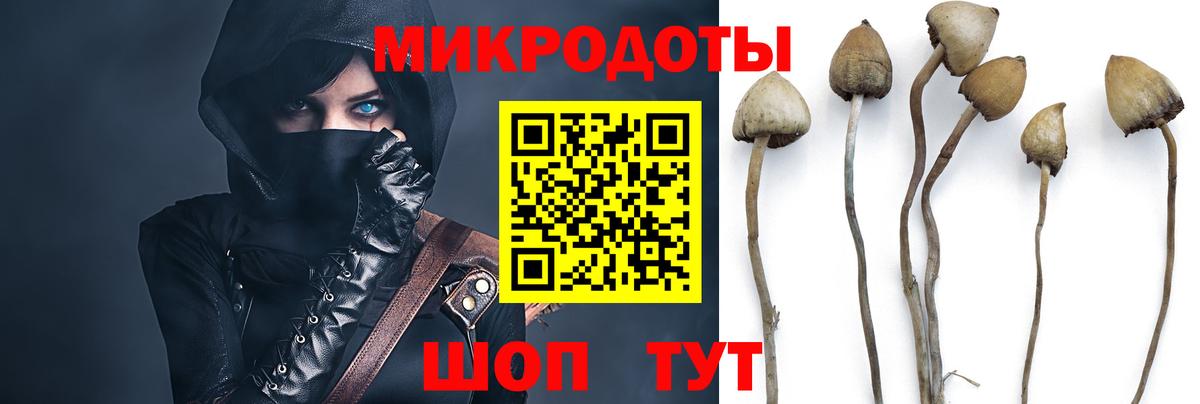 Псилоцибиновые грибы Psilocybe Междуреченск